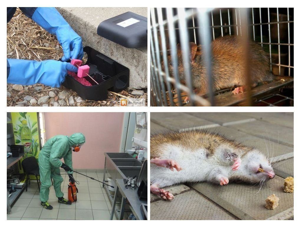 Фирма по уничтожению грызунов, крыс и мышей в Читой