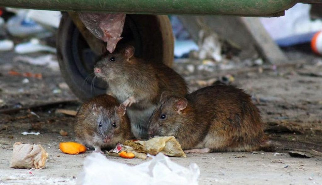 Травить грызунов крыс и мышей в Читой