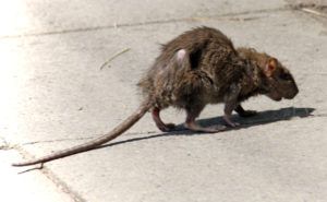 Фирма по уничтожению грызунов, крыс и мышей в Читой