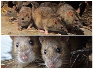 Травить грызунов крыс и мышей в Читой