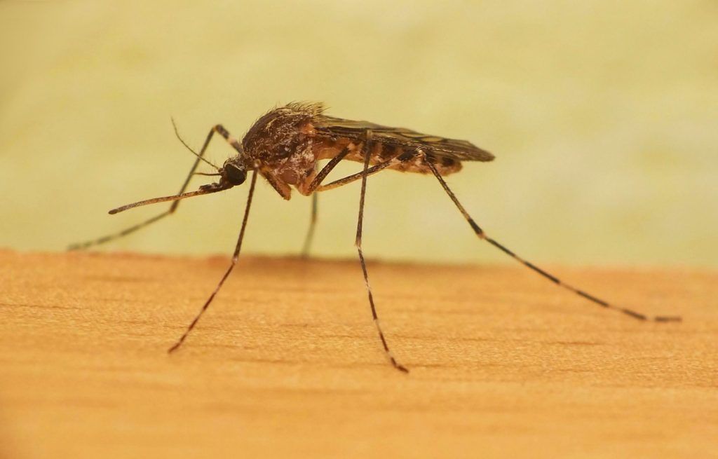 Уничтожение комаров в Читой