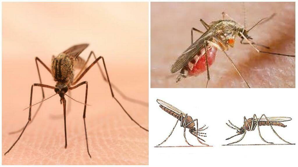 Уничтожение комаров в Читой