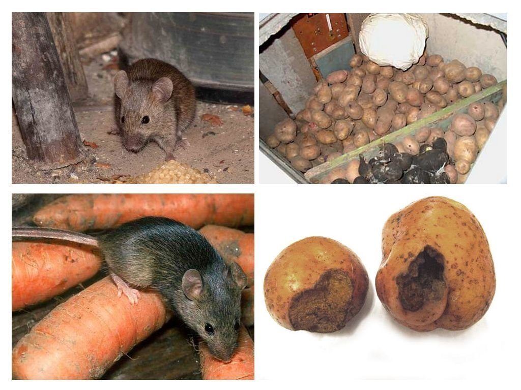 Обработка от грызунов крыс и мышей в Читой