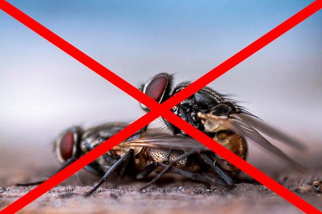 Профессиональное уничтожение мух в Читой с гарантией