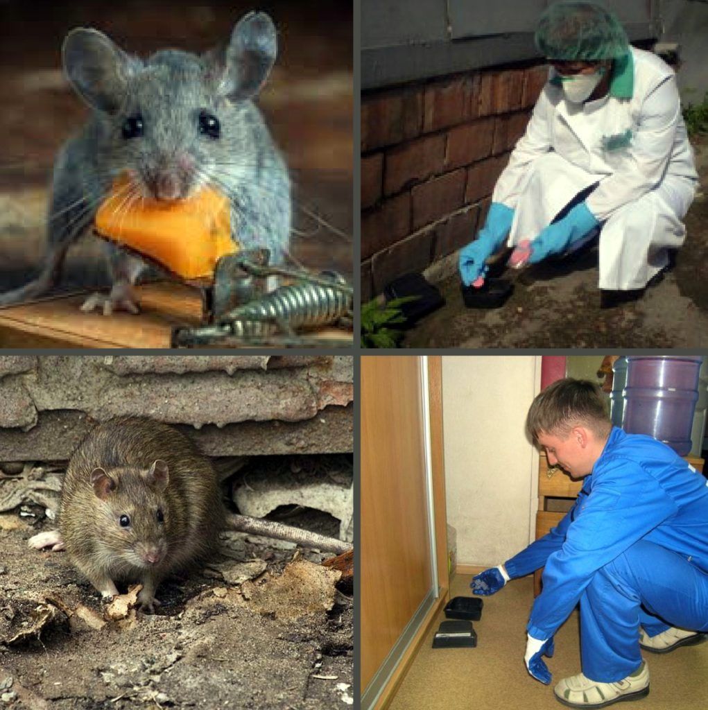 Дезинфекция от грызунов, крыс и мышей в Читой