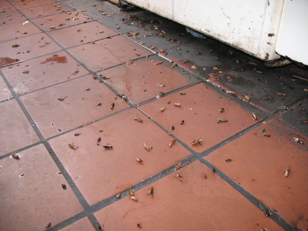 Уничтожение тараканов в квартире в Читой 