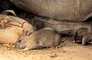 Дератизация от грызунов от крыс и мышей в Читой