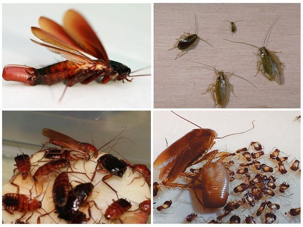 Уничтожение тараканов в квартире в Читой 