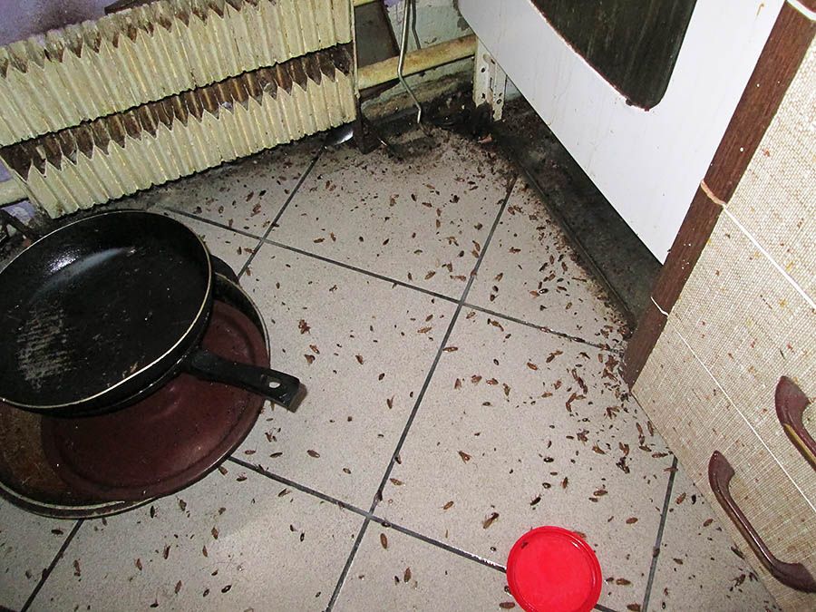 Санэпидемстанция от тараканов в Читой, вызвать, цены